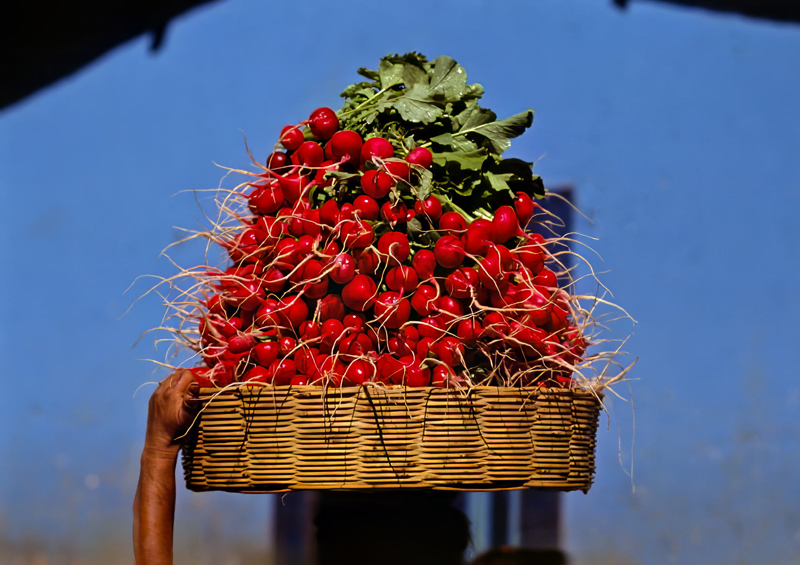 Bringing a basket of radishes to the market. Almolonga. (Quetzaltenango) Guatemala.