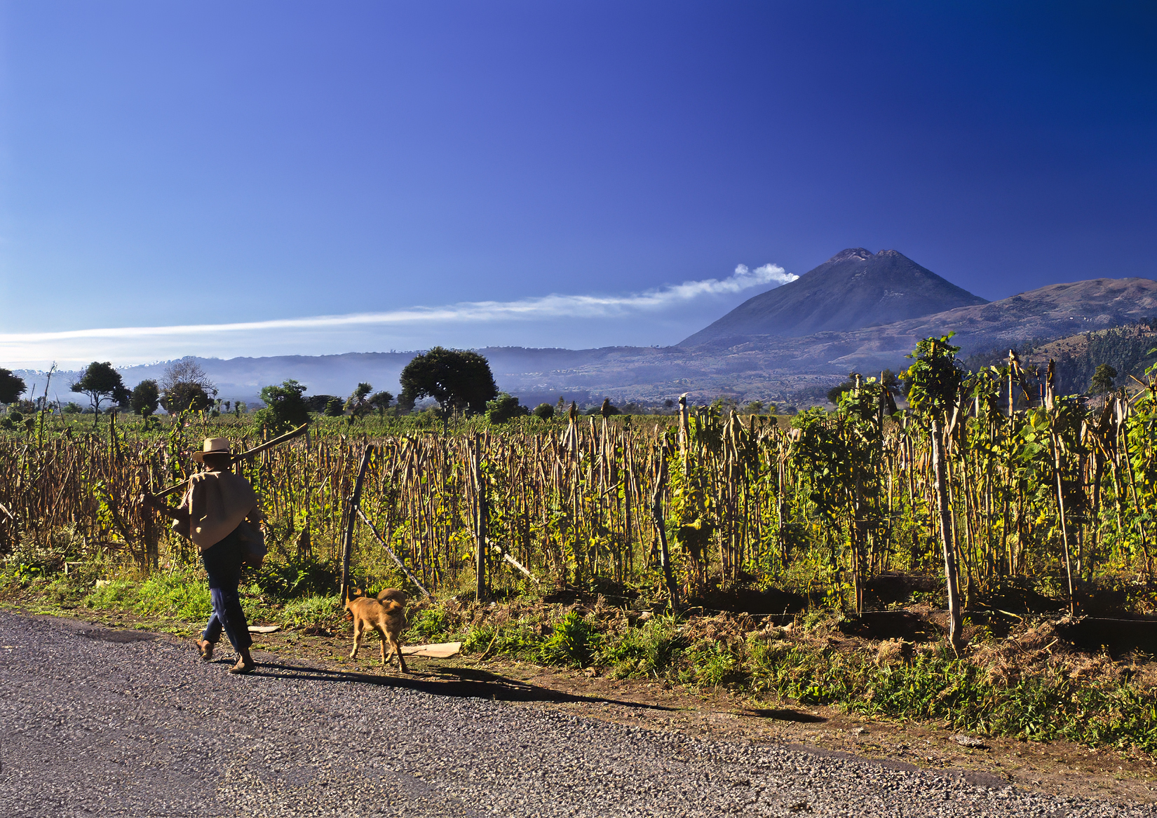 Beans Plantation near Volcán de Fuego. Antigua. Guatemala. artwork